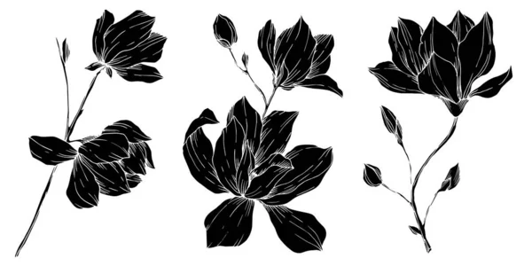 Vector Magnolia bloemen botanische bloemen. Zwart-wit gegraveerde inktkunst. Geïsoleerde magnolia illustratie-element. — Stockvector