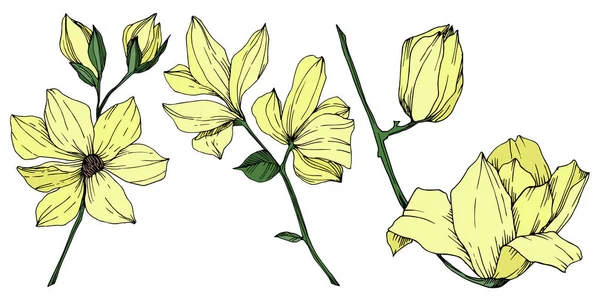 Vektör Magnolia çiçek botanik çiçekleri. Siyah beyaz işlemeli mürekkep sanatı. İzole edilmiş manolya illüstrasyon ögesi.