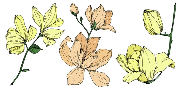 Vektör Magnolia çiçek botanik çiçekleri. Siyah beyaz işlemeli mürekkep sanatı. İzole edilmiş manolya illüstrasyon ögesi.