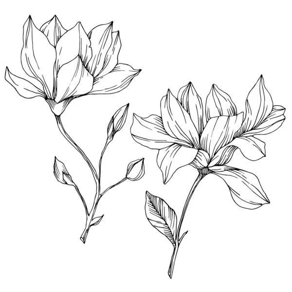 Vecteur Magnolia fleurs botaniques florales. Encre gravée en noir et blanc. Elément d'illustration magnolia isolé . — Image vectorielle