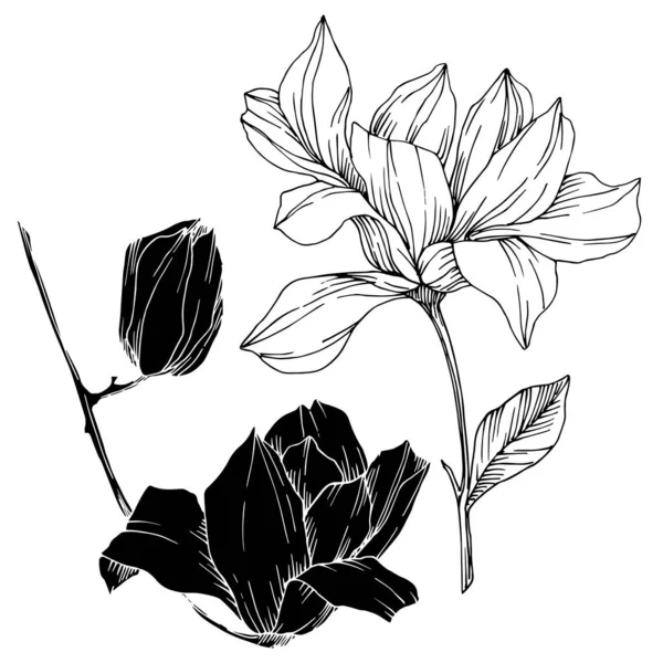 Vector Magnolia flores botánicas florales. Tinta grabada en blanco y negro. Elemento ilustrativo de magnolia aislada . — Vector de stock