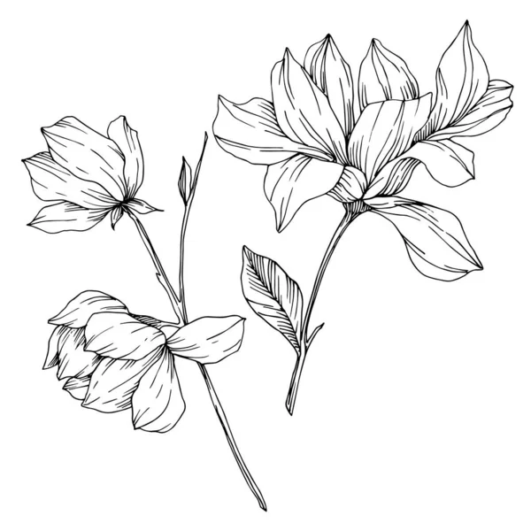 Vektör Magnolia çiçek botanik çiçekleri. Siyah beyaz işlemeli mürekkep sanatı. İzole edilmiş manolya illüstrasyon ögesi. — Stok Vektör