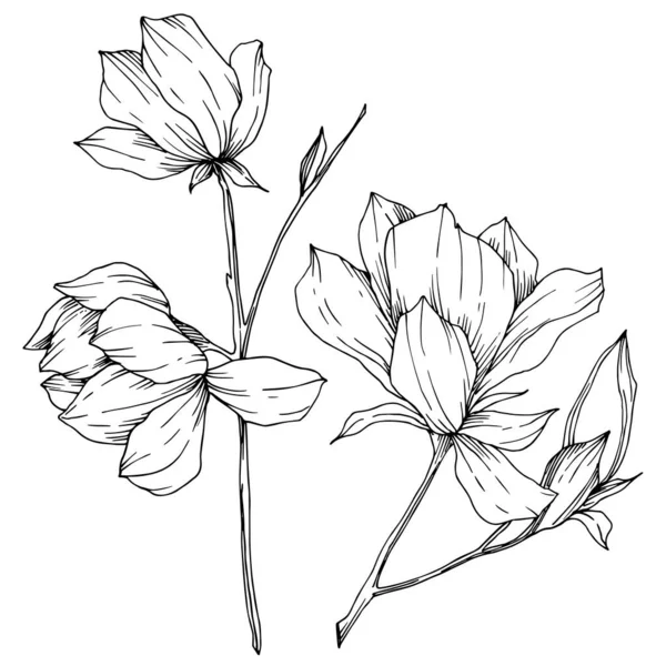 Vektör Magnolia çiçek botanik çiçekleri. Siyah beyaz işlemeli mürekkep sanatı. İzole edilmiş manolya illüstrasyon ögesi.