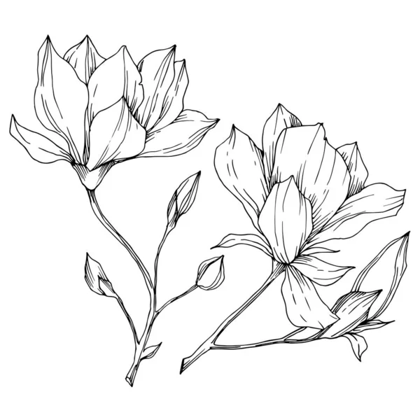 Vector Magnolia blommiga botaniska blommor. Svart och vit graverad bläckkonst. Isolerat magnolia illustrationselement. — Stock vektor