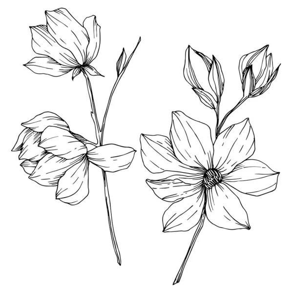 Vector Magnolia flores botánicas florales. Tinta grabada en blanco y negro. Elemento ilustrativo de magnolia aislada . — Archivo Imágenes Vectoriales