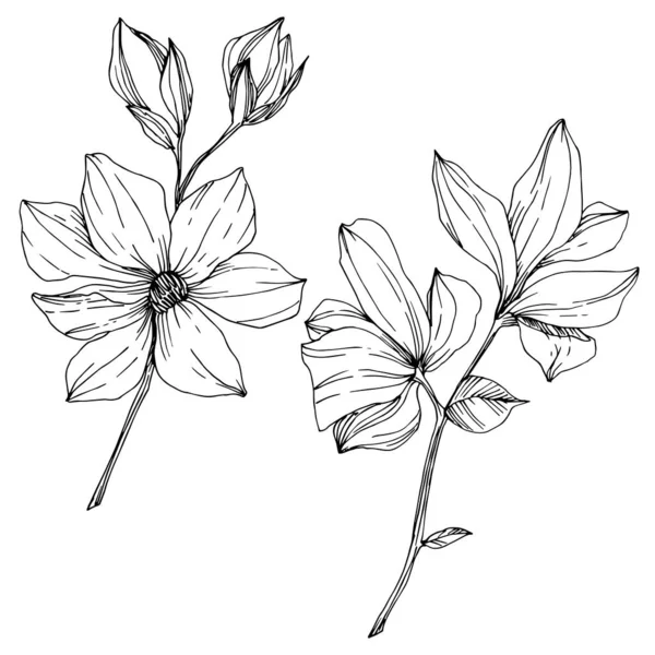 Vector Magnolia flores botánicas florales. Tinta grabada en blanco y negro. Elemento ilustrativo de magnolia aislada . — Vector de stock