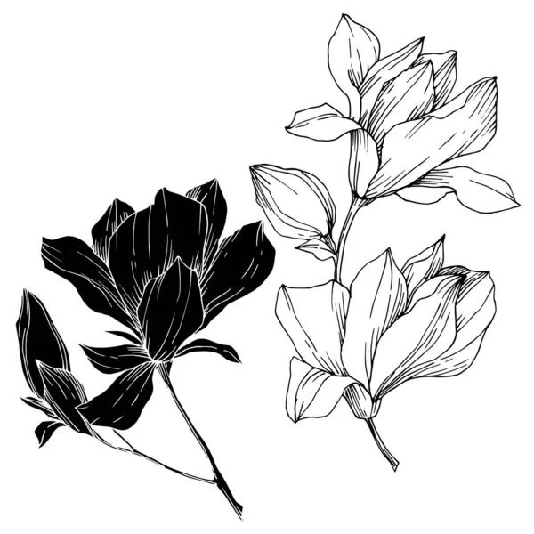 Vector Magnolia flores botánicas florales. Tinta grabada en blanco y negro. Elemento ilustrativo de magnolia aislada . — Vector de stock