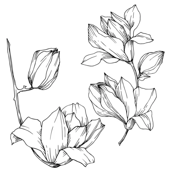 Vector Magnolia blommiga botaniska blommor. Svart och vit graverad bläckkonst. Isolerat magnolia illustrationselement. — Stock vektor