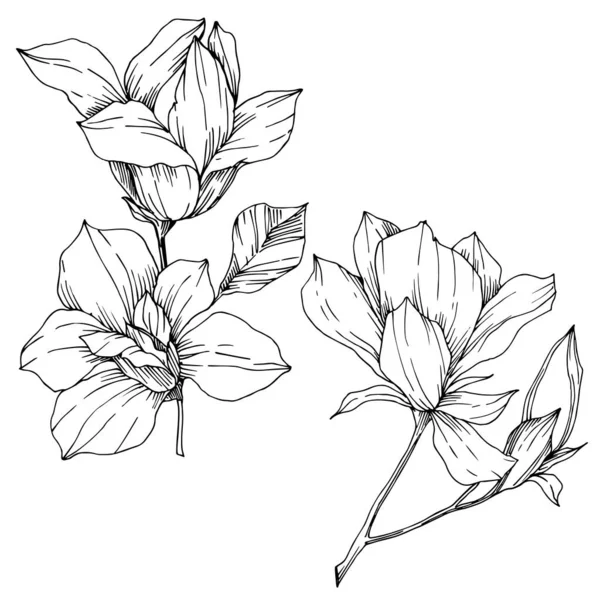 Vecteur Magnolia fleurs botaniques florales. Encre gravée en noir et blanc. Elément d'illustration magnolia isolé . — Image vectorielle
