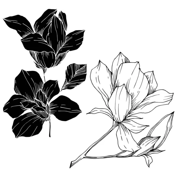 Vektör Magnolia çiçek botanik çiçekleri. Siyah beyaz işlemeli mürekkep sanatı. İzole edilmiş manolya illüstrasyon ögesi.