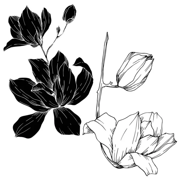 Magnolia vektor virágos botanikai virágok. Fekete-fehér vésett tinta művészet. Izolált magnólia illusztrációs elem. — Stock Vector