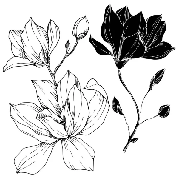 Vektör Magnolia çiçek botanik çiçekleri. Siyah beyaz işlemeli mürekkep sanatı. İzole edilmiş manolya illüstrasyon ögesi.
