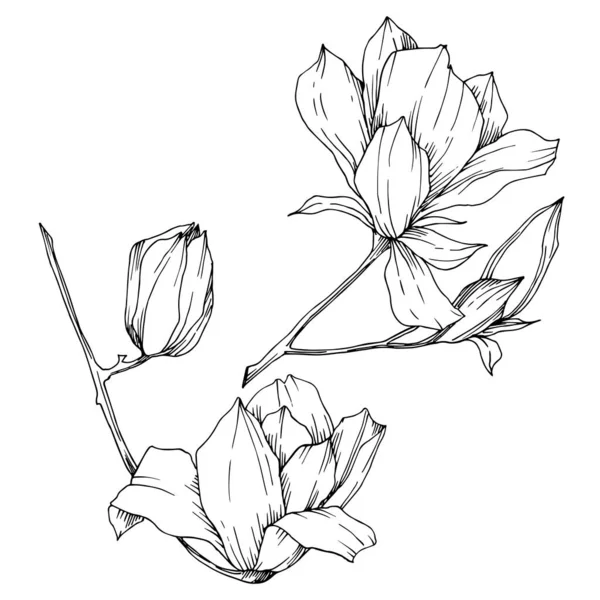 Vektör Magnolia çiçek botanik çiçekleri. Siyah beyaz işlemeli mürekkep sanatı. İzole edilmiş manolya illüstrasyon ögesi.