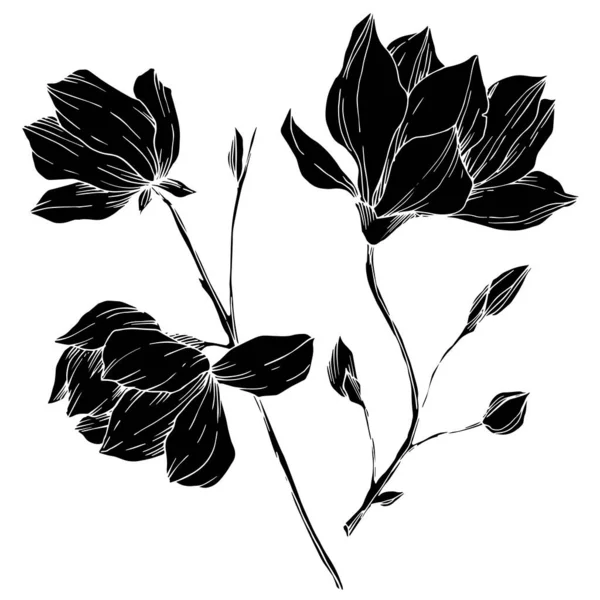 Vektor Magnolia bunga botani. Seni tinta berukiran hitam dan putih. Unsur ilustrasi magnolia yang terisolasi . - Stok Vektor
