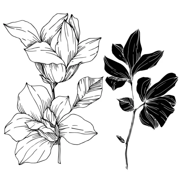 Vector Magnolia flores botánicas florales. Tinta grabada en blanco y negro. Elemento ilustrativo de magnolia aislada . — Vector de stock