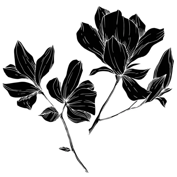 Vektor Magnolia bunga botani. Seni tinta berukiran hitam dan putih. Unsur ilustrasi magnolia yang terisolasi . - Stok Vektor