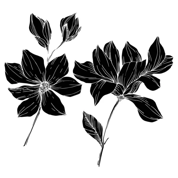 Vector Magnolia flores botánicas florales. Tinta grabada en blanco y negro. Elemento ilustrativo de magnolia aislada . — Archivo Imágenes Vectoriales