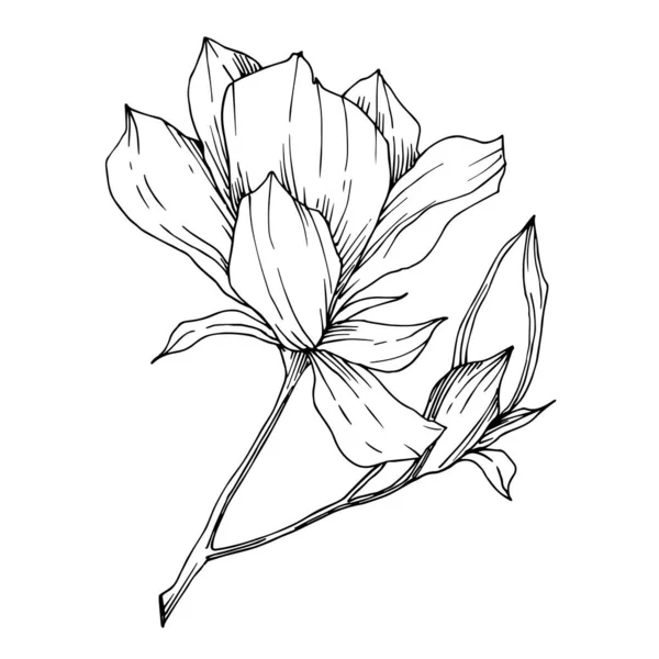 Vector Magnolia blommiga botaniska blommor. Svart och vit graverad bläckkonst. Isolerat magnolia illustrationselement. — Stock vektor