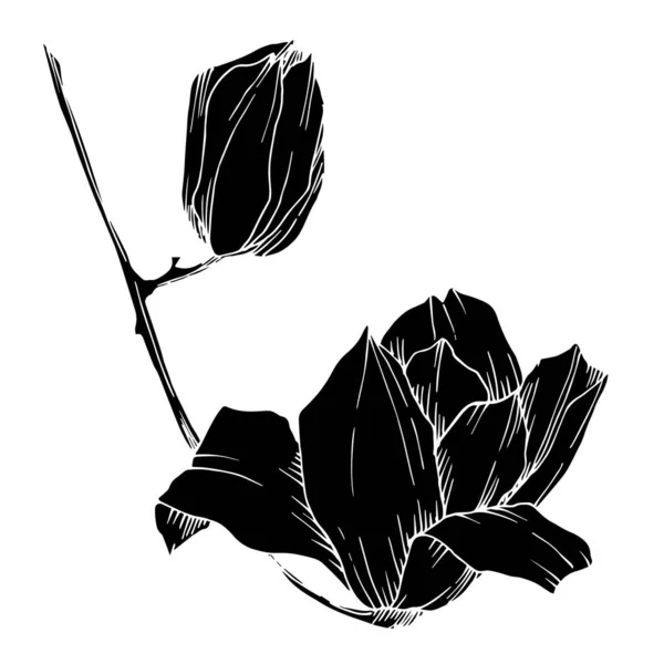 Vector Magnolia floral botanical flowers. Black and white engraved ink art. Isolated magnolia illustration element. — ストックベクタ