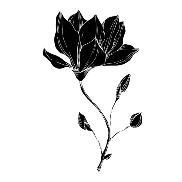 Magnolia vektor virágos botanikai virágok. Fekete-fehér vésett tinta művészet. Izolált magnólia illusztrációs elem. — Stock Vector