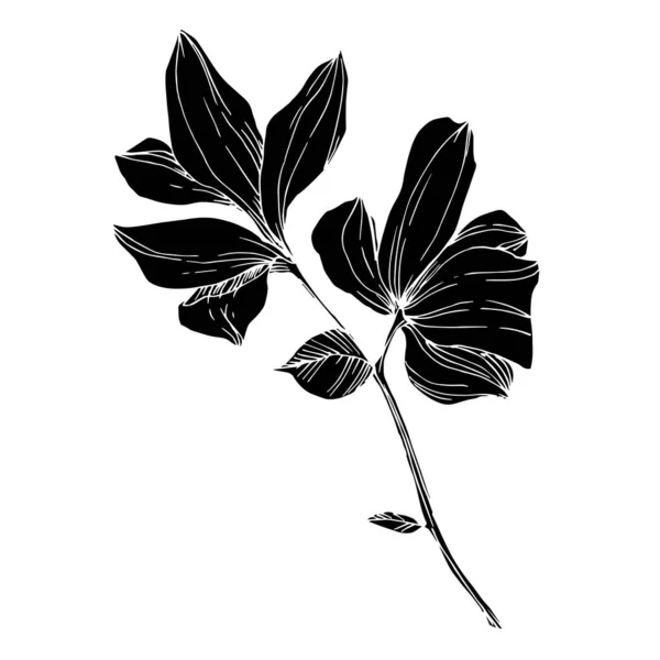 Vektor Magnolia bunga botani. Seni tinta berukiran hitam dan putih. Unsur ilustrasi magnolia yang terisolasi . - Stok Vektor