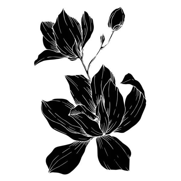 Vektor Magnolia bunga botani. Seni tinta berukiran hitam dan putih. Unsur ilustrasi magnolia yang terisolasi . - Stok Vektor