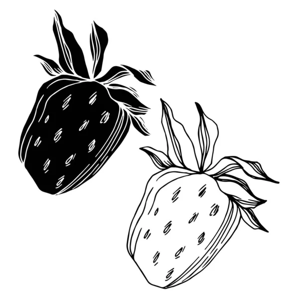 Vector strawberry fresh berry healthy food. Black and white engraved ink art. Isolated strawberry illustration element. — Stock Vector