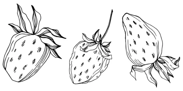 Vector fresa fresca bayas alimentos saludables. Tinta grabada en blanco y negro. Elemento de ilustración de fresa aislado . — Vector de stock