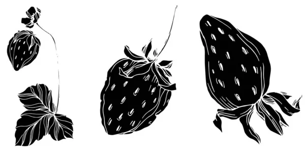 Vector fresa fresca bayas alimentos saludables. Tinta grabada en blanco y negro. Elemento de ilustración de fresa aislado . — Vector de stock