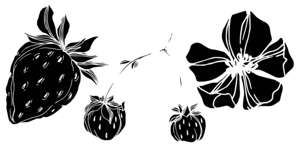 Vector strawberry fresh berry healthy food. Black and white engraved ink art. Isolated strawberry illustration element. — Stock Vector