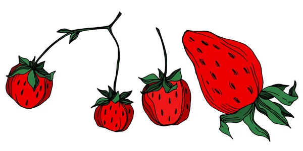 Векторная клубника свежая ягода здоровая пища. Черно-белый рисунок чернил. Изолированный элемент иллюстрации клубники . — стоковый вектор