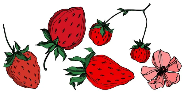 Vektor Erdbeere frische Beeren gesunde Nahrung. Schwarz-weiß gestochene Tuschekunst. isoliertes Erdbeer-Illustrationselement. — Stockvektor