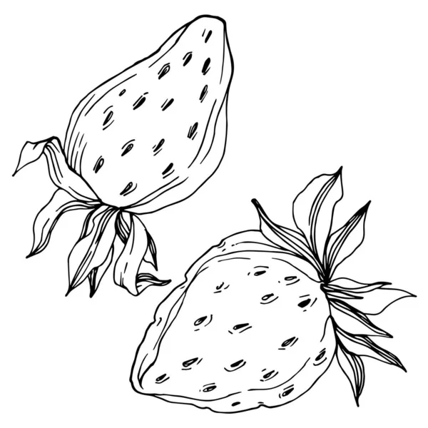 Vektor Erdbeere frische Beeren gesunde Nahrung. Schwarz-weiß gestochene Tuschekunst. isoliertes Erdbeer-Illustrationselement. — Stockvektor