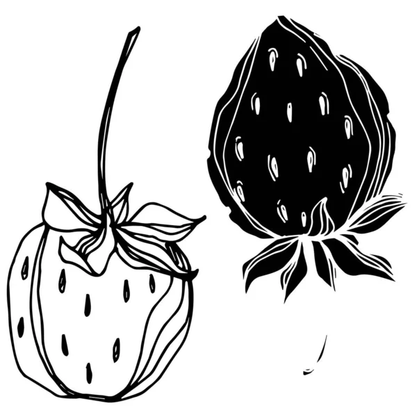 Vecteur fraise fraîche baie aliments sains. Encre gravée en noir et blanc. Élément d'illustration isolé à la fraise . — Image vectorielle