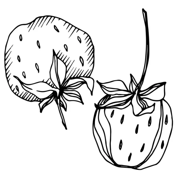 病媒草莓新鲜浆果健康食品. 黑白版画水墨艺术. 孤立的草莓图解元素. — 图库矢量图片