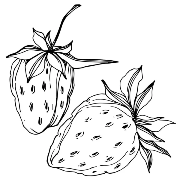 Vecteur fraise fraîche baie aliments sains. Encre gravée en noir et blanc. Élément d'illustration isolé à la fraise . — Image vectorielle