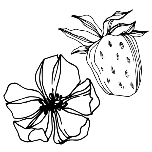 Vektor Erdbeere frische Beeren gesunde Nahrung. Schwarz-weiß gestochene Tuschekunst. isoliertes Erdbeer-Illustrationselement. — Stockvektor