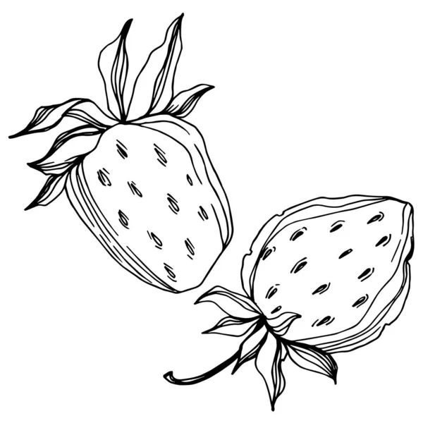 Vecteur fraise fraîche baie aliments sains. Encre gravée en noir et blanc. Élément d'illustration isolé à la fraise . — Image vectorielle