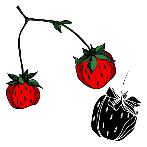 Vecteur fraise fraîche baie aliments sains. Encre gravée en noir et blanc. Élément d'illustration isolé à la fraise . — Image vectorielle
