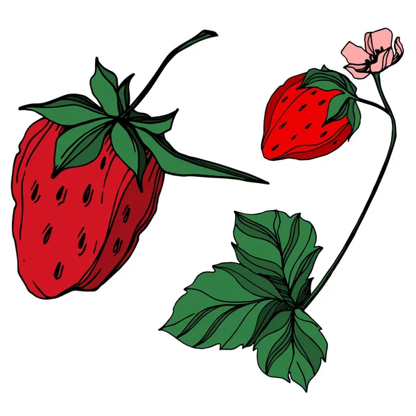 Vektor Erdbeere frische Beeren gesunde Nahrung. Schwarz-weiß gestochene Tuschekunst. isoliertes Erdbeer-Illustrationselement. — Stockvektor