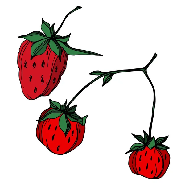 Vektor Erdbeere frische Beeren gesunde Nahrung. Schwarz-weiß gestochene Tuschekunst. isoliertes Erdbeer-Illustrationselement. — Stockvektor