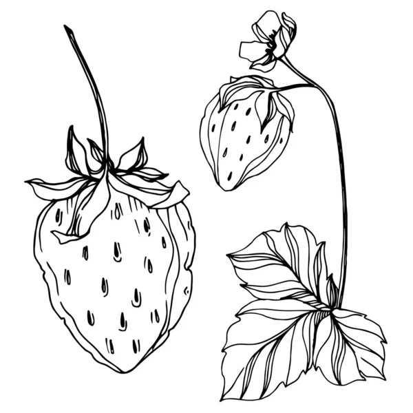 病媒草莓新鲜浆果健康食品. 黑白版画水墨艺术. 孤立的草莓图解元素. — 图库矢量图片#