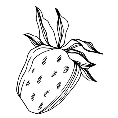 Vektör çilek taze böğürtlen sağlıklı yiyecek. Siyah beyaz işlemeli mürekkep sanatı. İzole edilmiş çilek illüstrasyon ögesi.