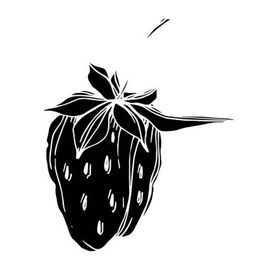 Vektör çilek taze böğürtlen sağlıklı yiyecek. Siyah beyaz işlemeli mürekkep sanatı. İzole edilmiş çilek illüstrasyon ögesi.