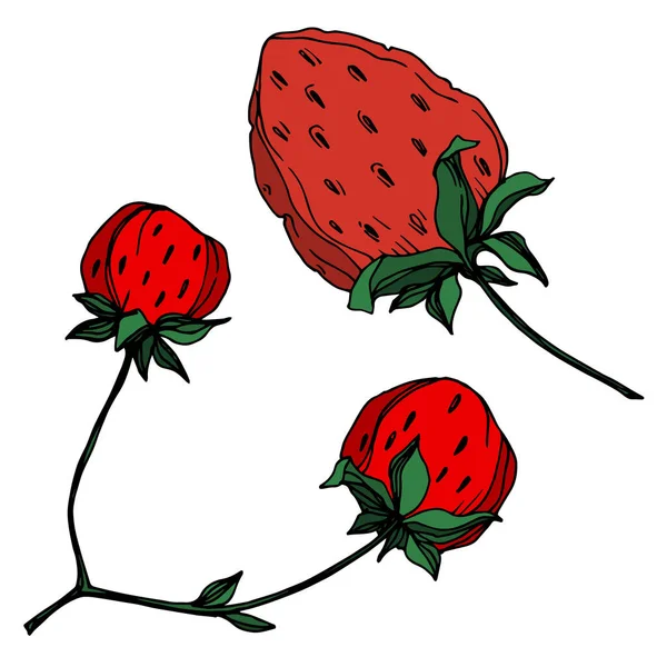 वेक्टर स्ट्रॉबेरी ताजा बेरी स्वस्थ भोजन। काले और सफेद उत्कीर्ण स्याही कला। अलग स्ट्रॉबेरी इलस्ट्रेशन तत्व . — स्टॉक वेक्टर