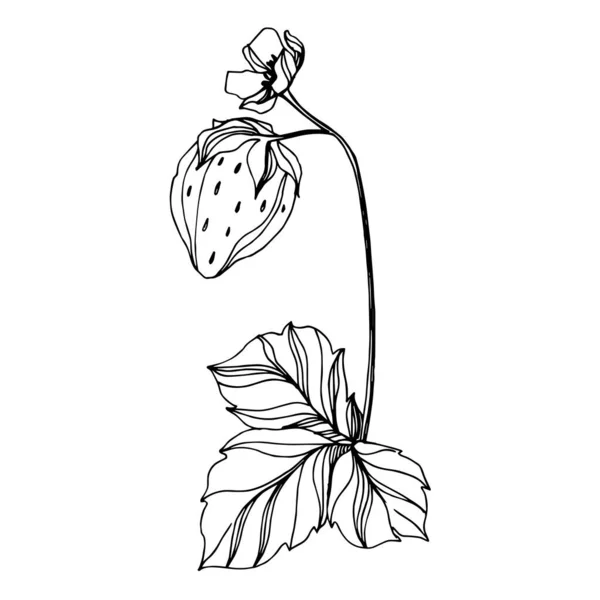 Vektor Erdbeere frische Beeren gesunde Nahrung. Schwarz-weiß gestochene Tuschekunst. isoliertes Erdbeer-Illustrationselement. — Stockvektor