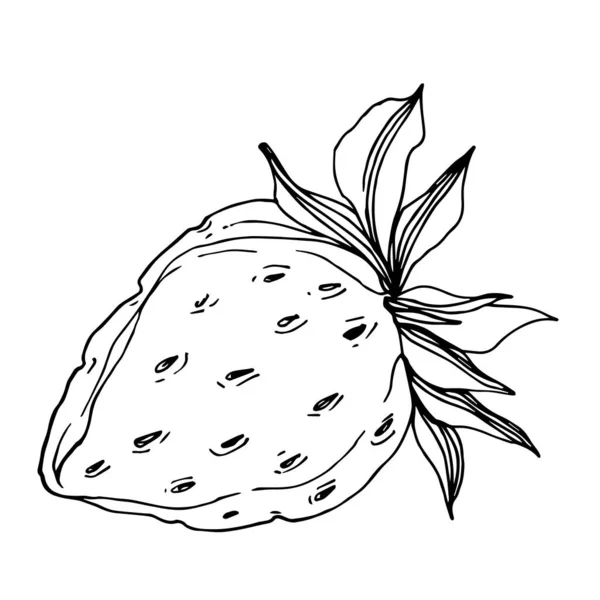 Vecteur fraise fraîche baie aliments sains. Encre gravée en noir et blanc. Élément d'illustration isolé à la fraise . — Image vectorielle