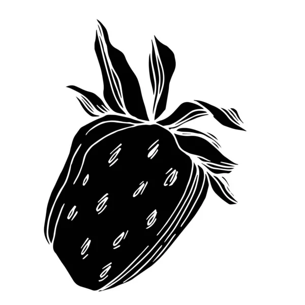 Vecteur fraise fraîche baie aliments sains. Encre gravée en noir et blanc. Élément d'illustration isolé à la fraise . — Image vectorielle