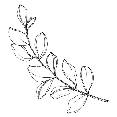 Vektör okaliptüs dalı. Siyah beyaz işlemeli mürekkep sanatı. İzole edilmiş okaliptüs illüstrasyon ögesi.