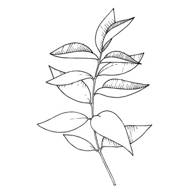 Vektör okaliptüs dalı. Siyah beyaz işlemeli mürekkep sanatı. İzole edilmiş okaliptüs illüstrasyon ögesi.